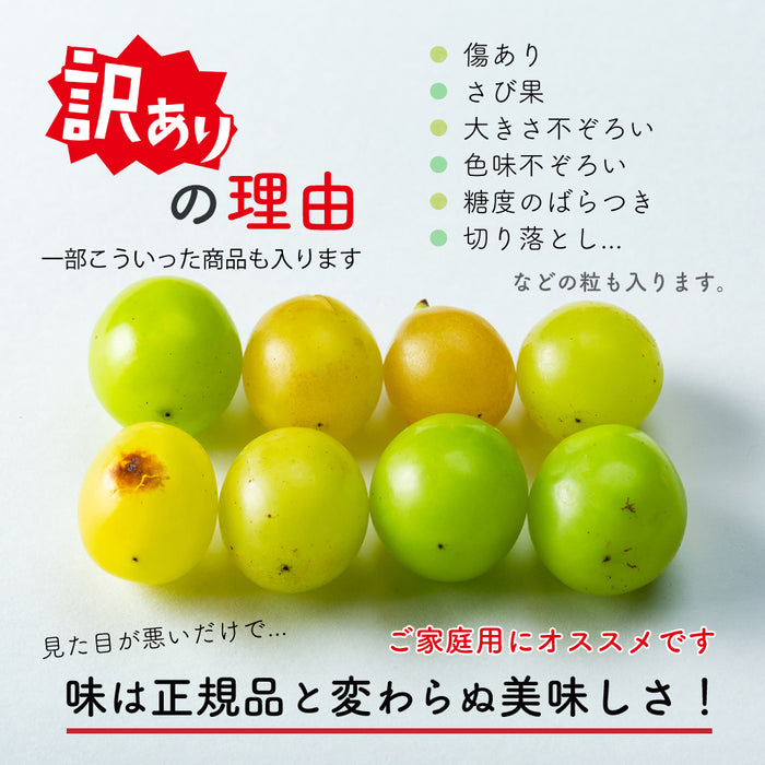 ご家庭用【訳あり】SUNマルシェ／シャインマスカット1kg