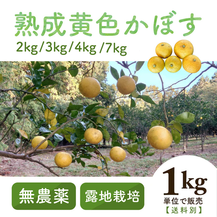 【完熟黄色かぼす】自然栽培 大分産かぼす2kg以上～1kg単位で販売【別途送料】