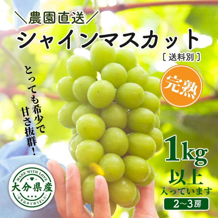 【完熟】SUNマルシェ／シャインマスカット1kg
