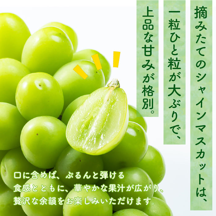 ご家庭用【訳あり】SUNマルシェ／シャインマスカット1kg