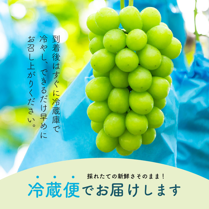 ご家庭用【訳あり】SUNマルシェ／シャインマスカット1kg