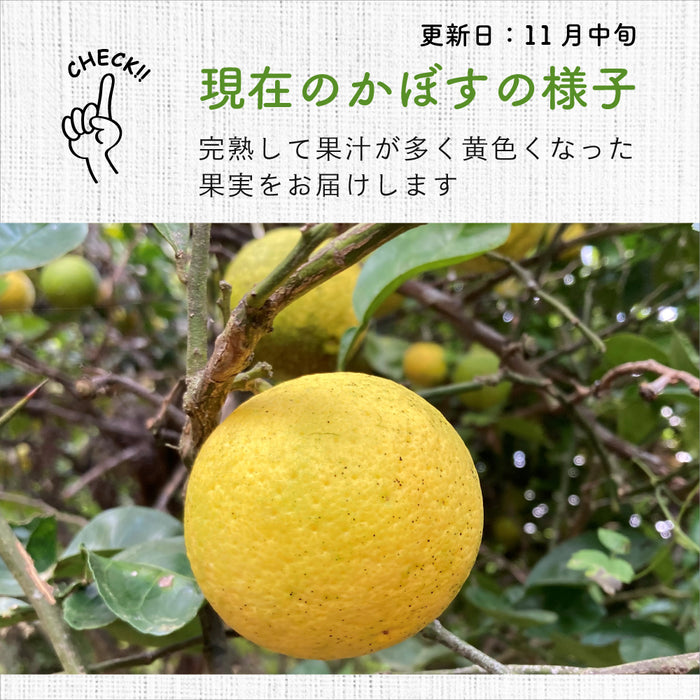 【完熟黄色かぼす】自然栽培 大分産かぼす2kg以上～1kg単位で販売【別途送料】