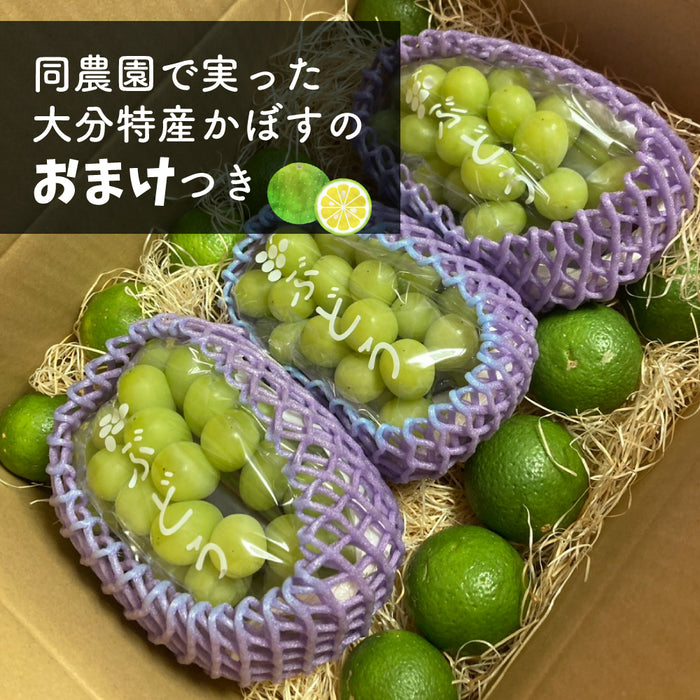 ご家庭用【訳あり】SUNマルシェ／シャインマスカット1kg